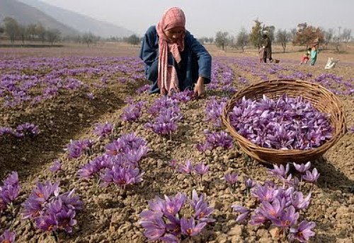 زعفران پاییزه